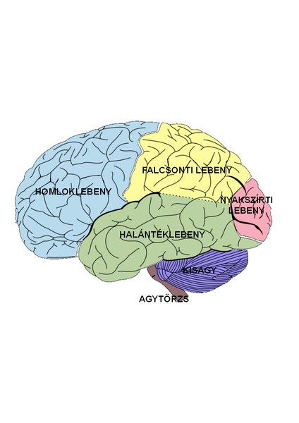 424px-brain_diagram_hu.png